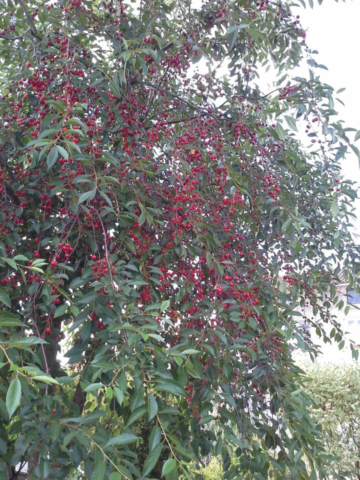 table d'hôte (dîner)
