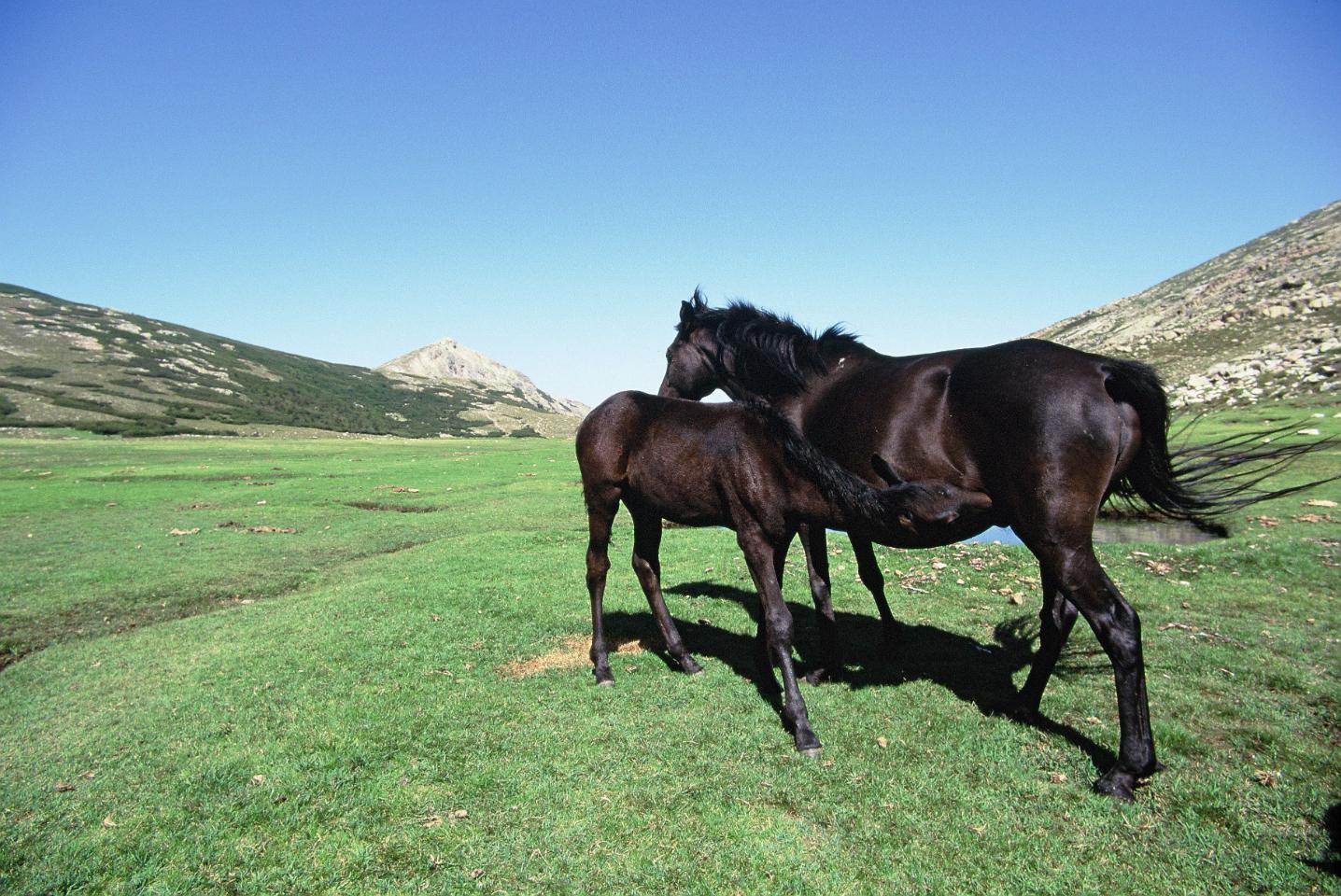 Les Pozzi de Bastelica