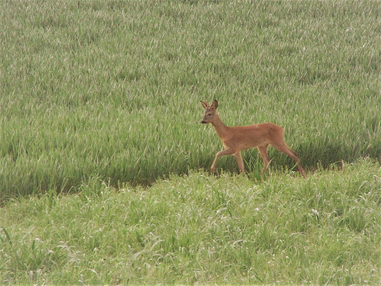au coeur de notre jardin paisible