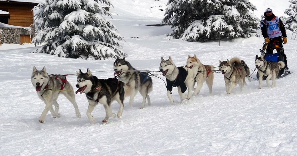 Activités chiens de traineaux
