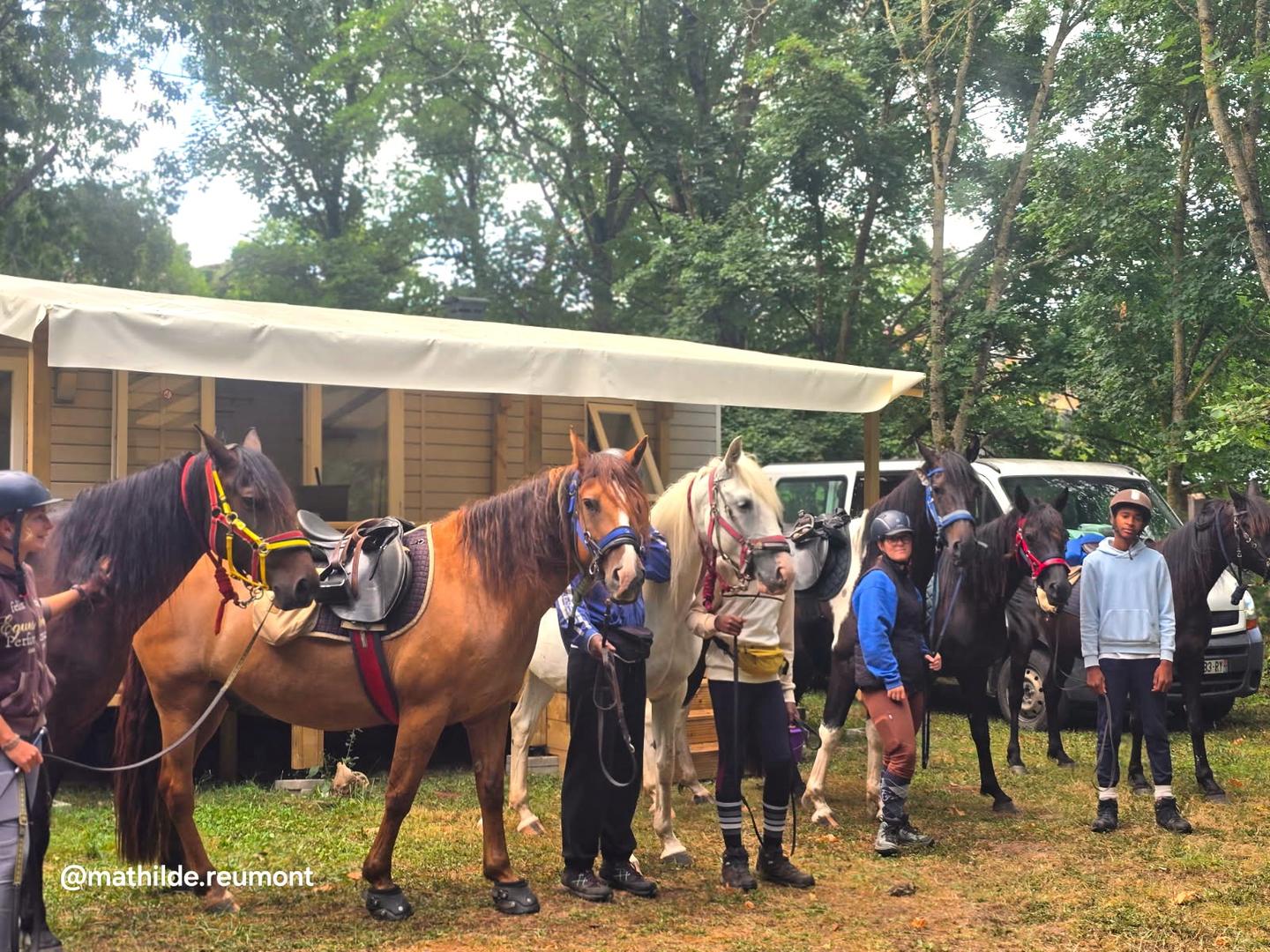 Pré mis à disposition pour vos chevaux ou mules