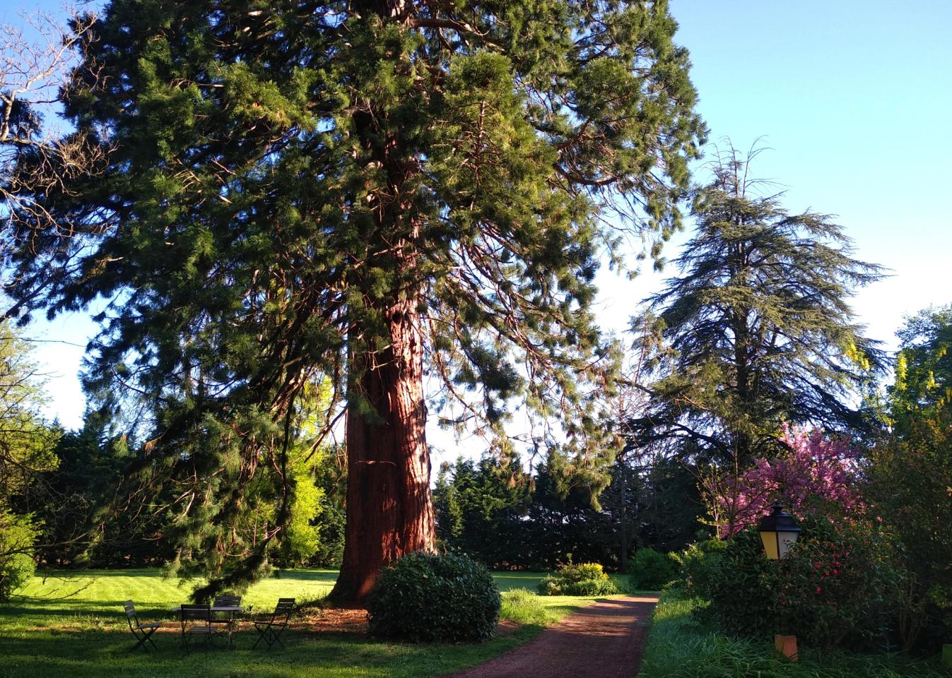 Se détendre au pieds des arbres séculaires.