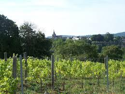 Balade dans le Coteau des Vignes à Fresnay