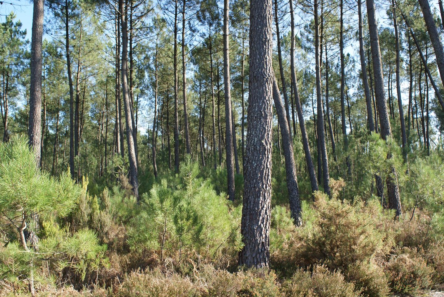 Randonnées en forêt depuis La Palombière