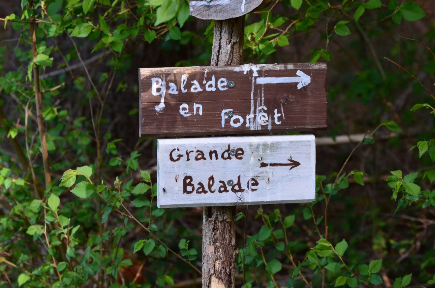 Balades bucoliques au départ du domaine