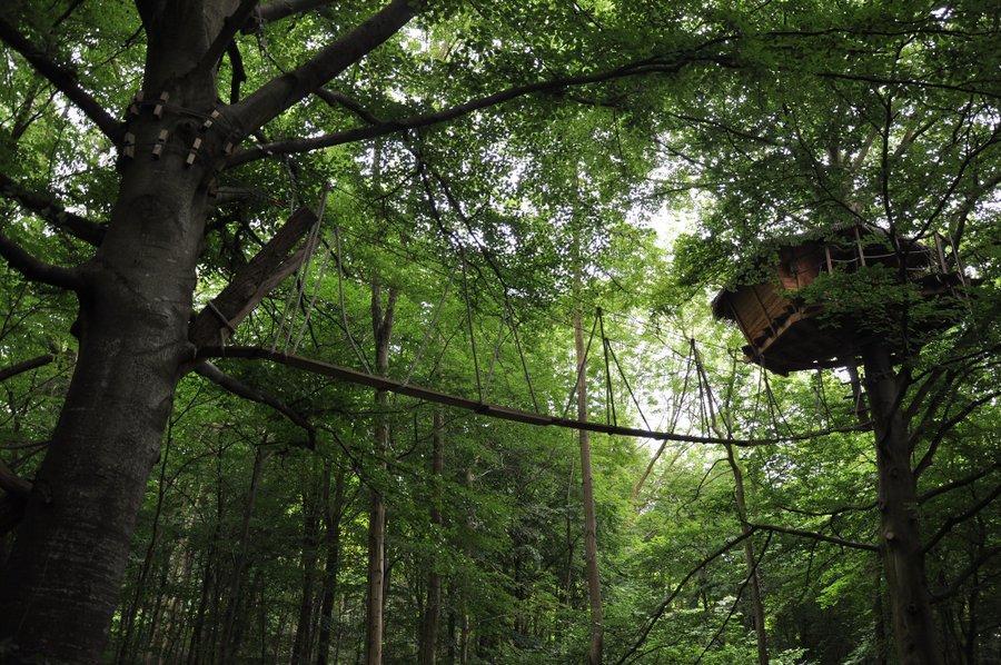 Au cœur de la forêt