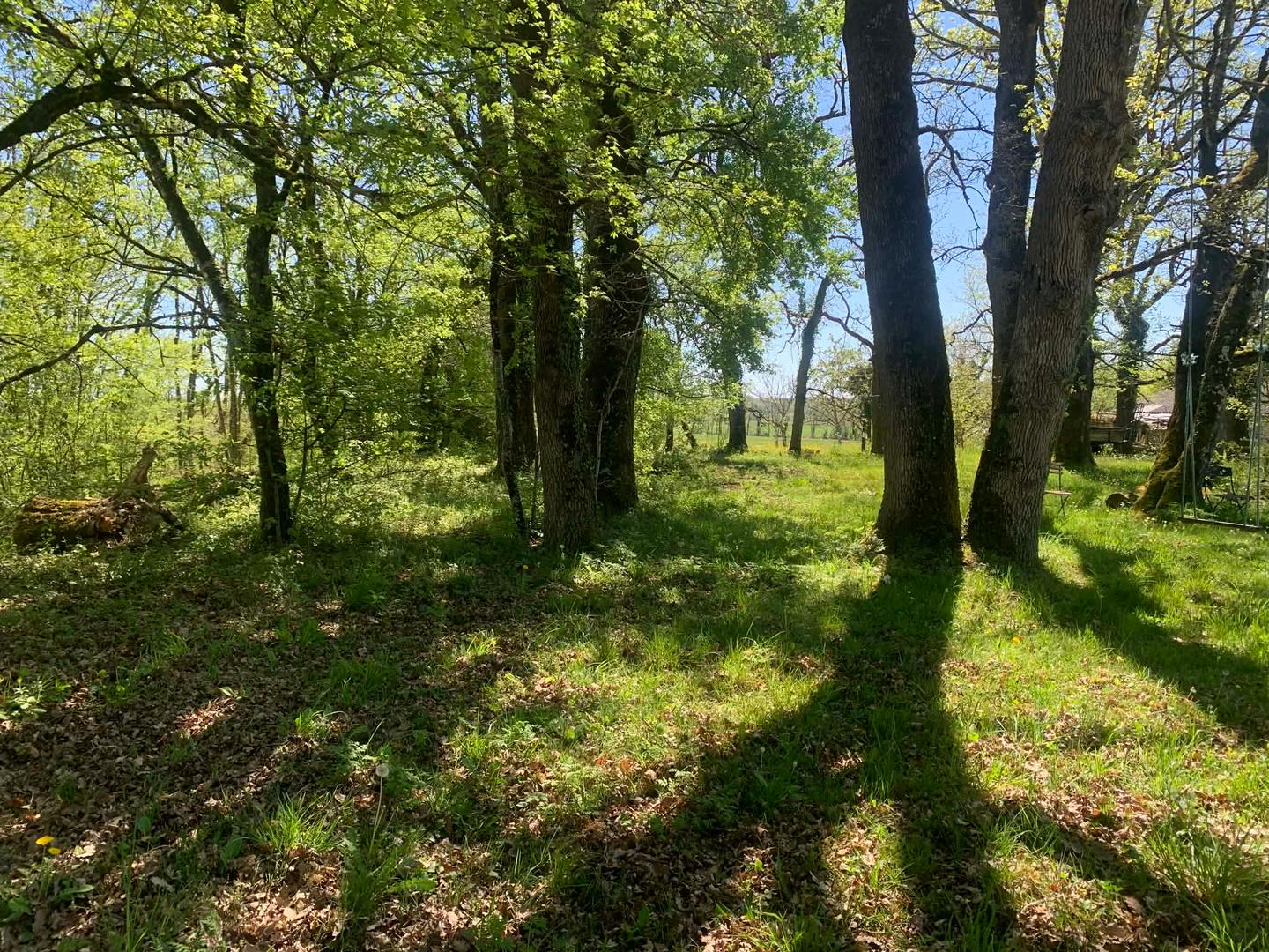 Des arbres à perte de vue