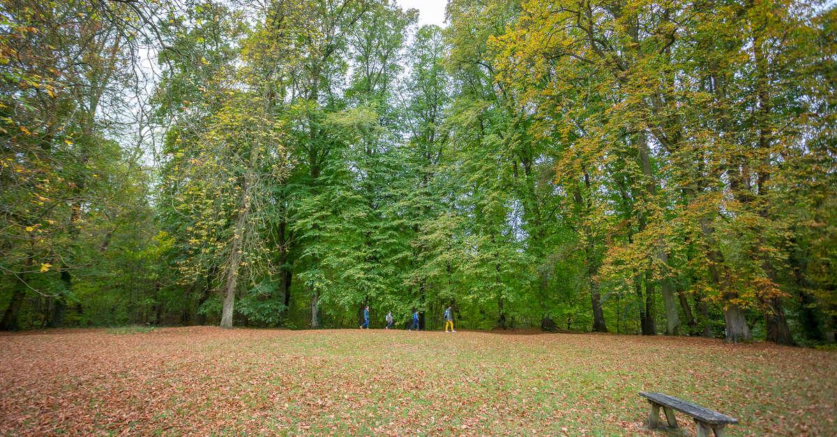 Balade en forêt en Oise : sentiers depuis la prairie Au2 ou forêt domaniale proche, randonnée nature, méditation forestière et découverte des villages picards à 1h de Paris.