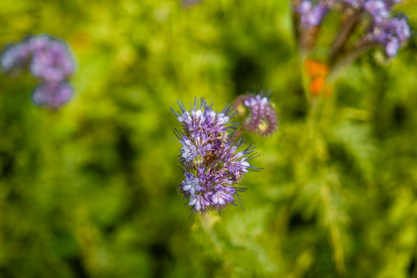 Un jardin dans le bocage normand