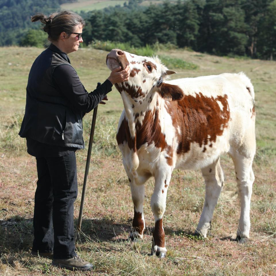 Des chevaux et des vaches ...