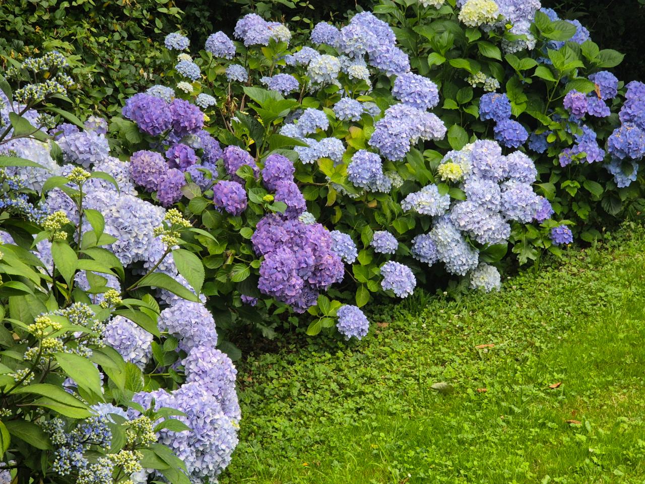 Notre jardin fleuri et arboré
