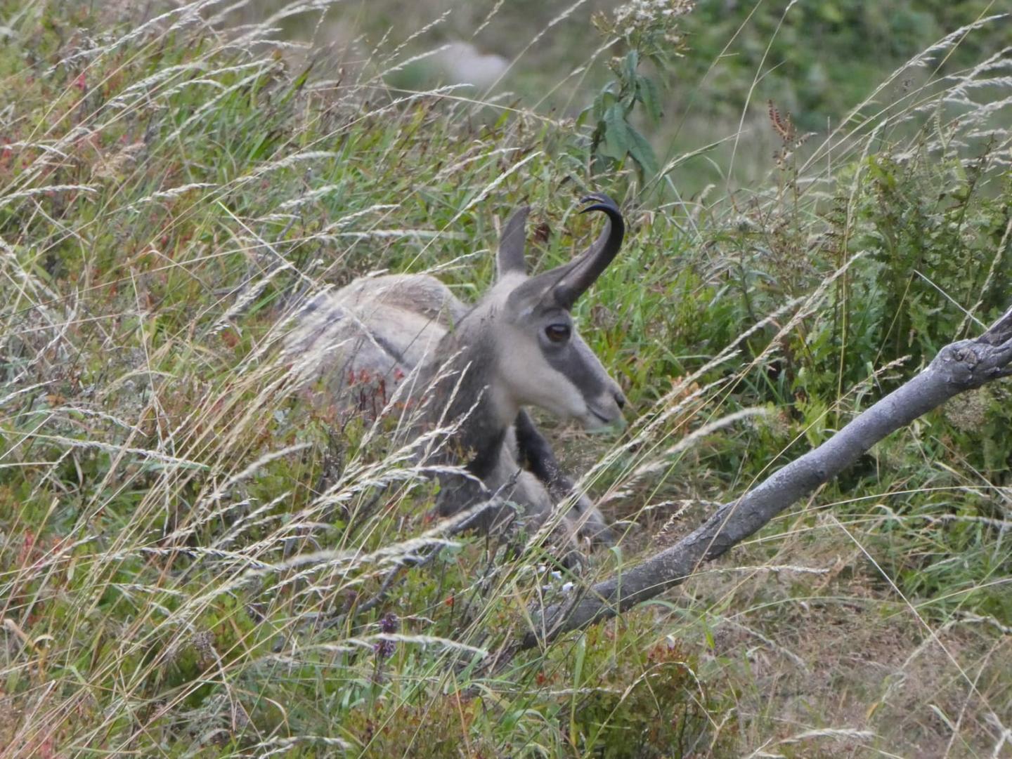 Rencontre avec les chamois