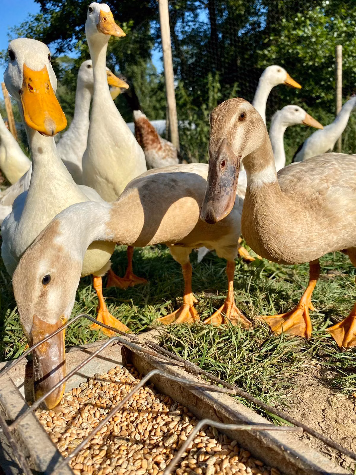 Ferme pédagogique