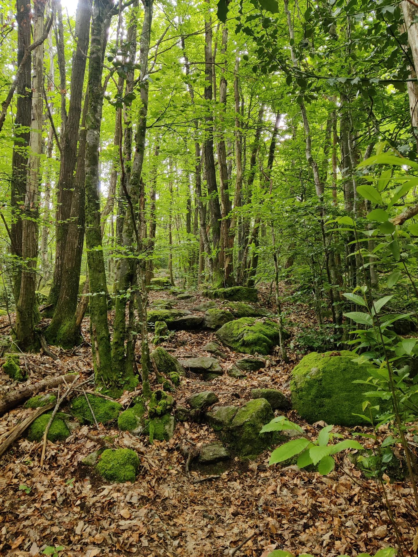 Randonnée depuis le gîte, au cœur du Sidobre