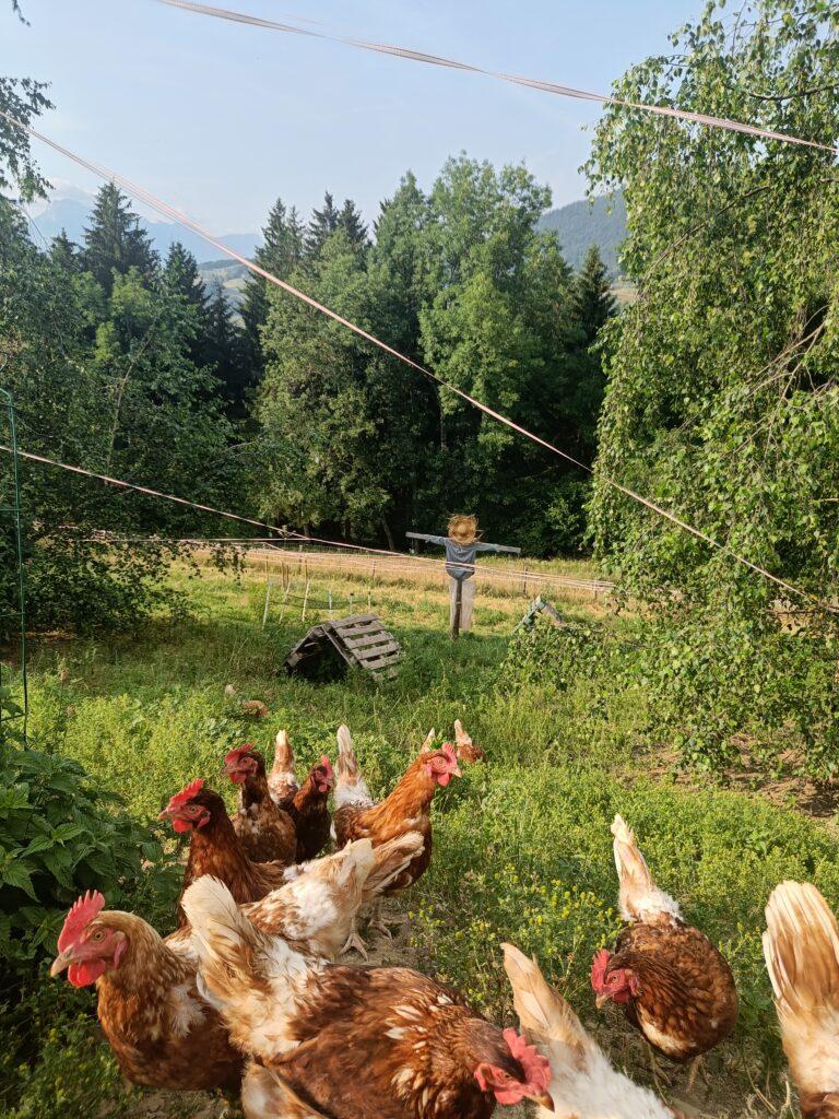 Découvrez un endroit plein de vie et de sons d’animaux.