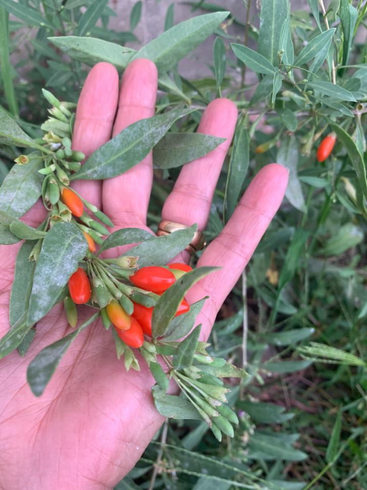 notre jardin en permaculture