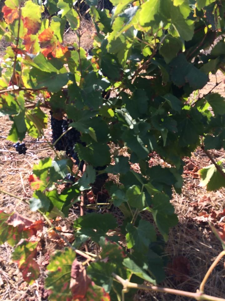 Dégustation de vin biologique et éventuellement visite du vignoble
