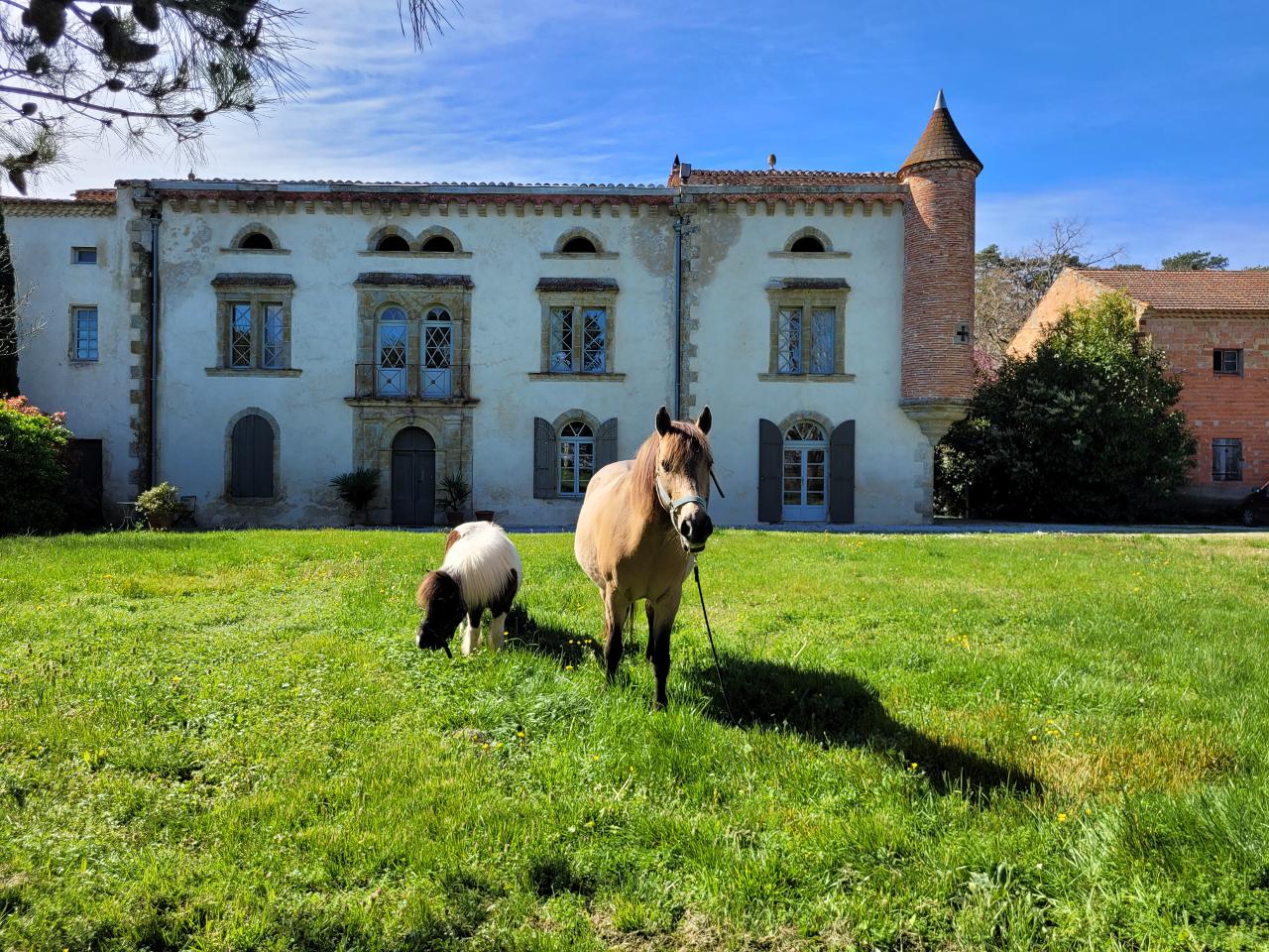 Un temps privilégié avec nos chevaux