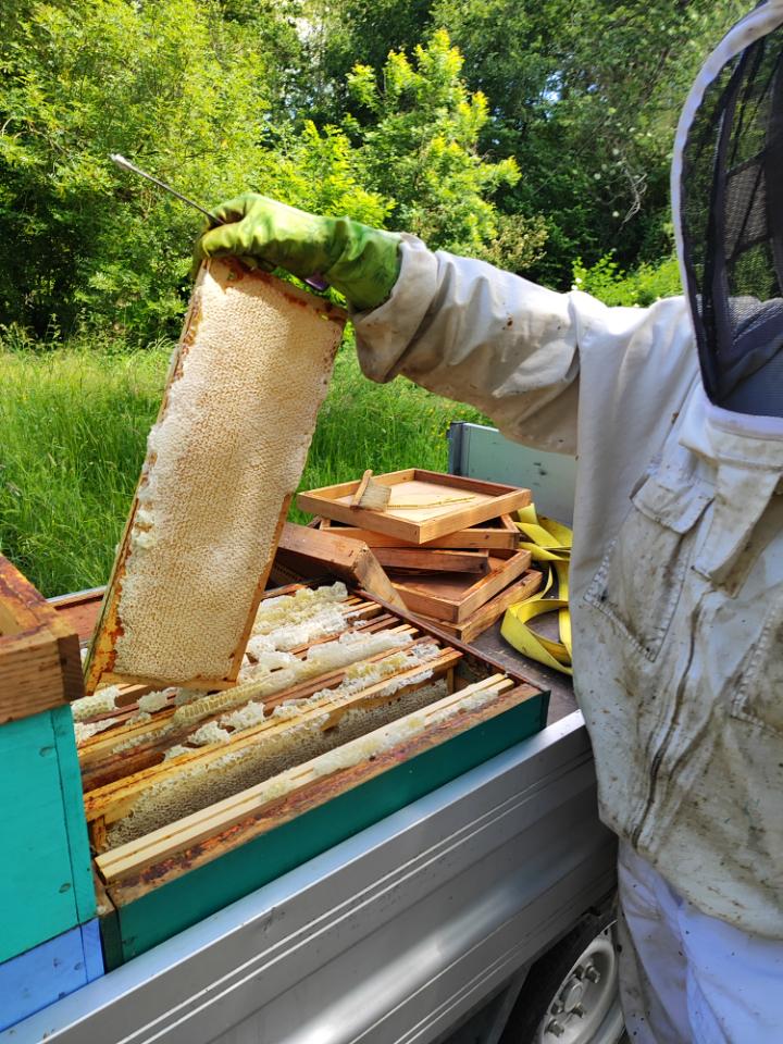 Découvrir les secrets de l'apiculture