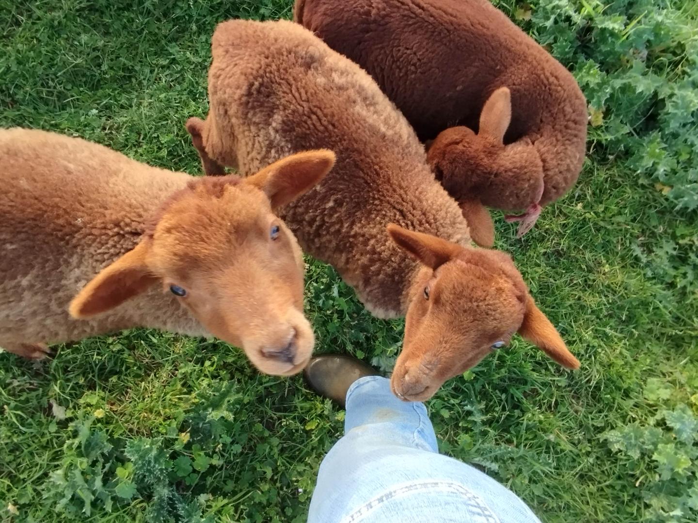 Eco-pastoralisme sur place