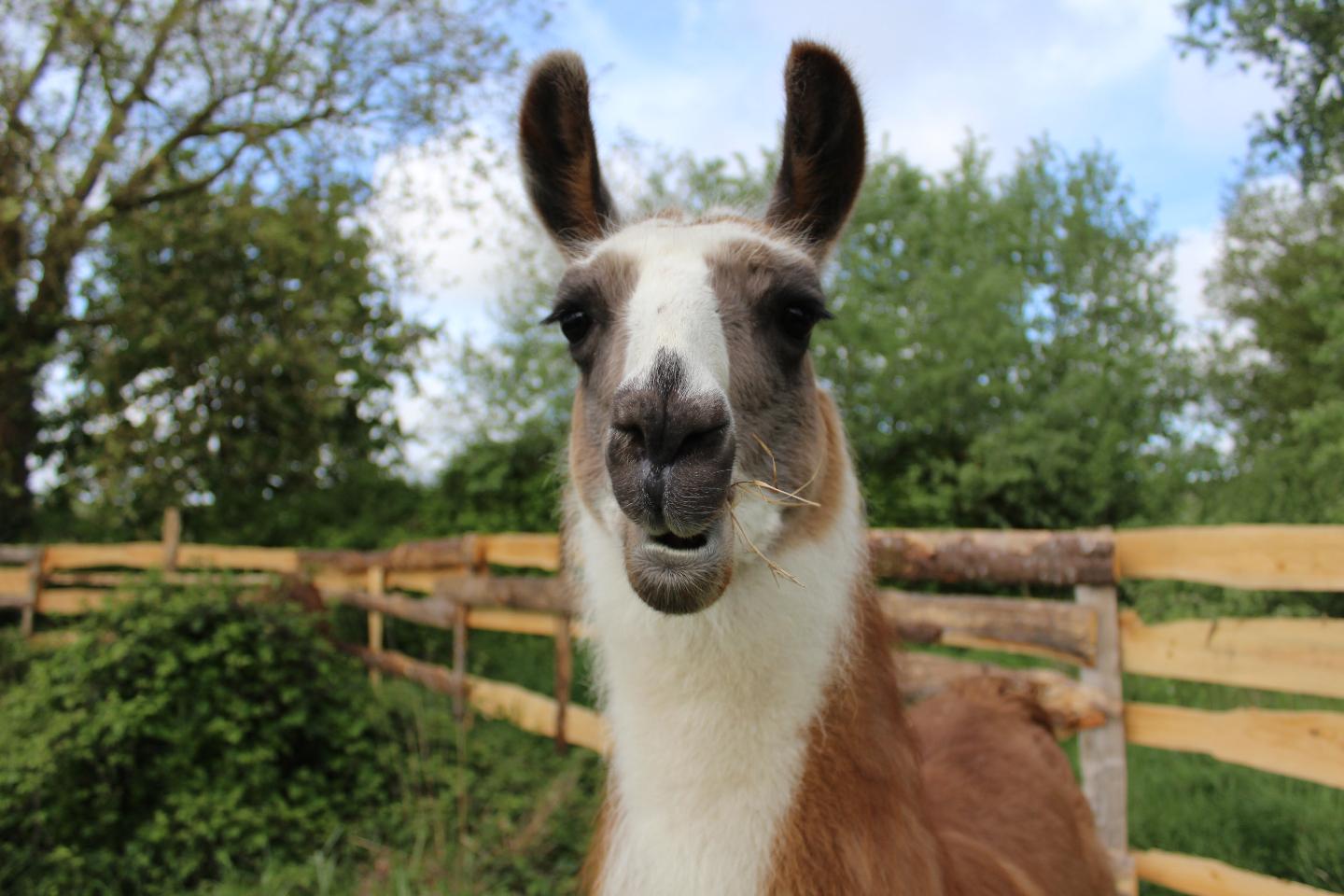 unique en France : Parenthèse deconnexion Agility avec les lamas et atelier developpement personnel avec les chevaux ( équi-coaching)