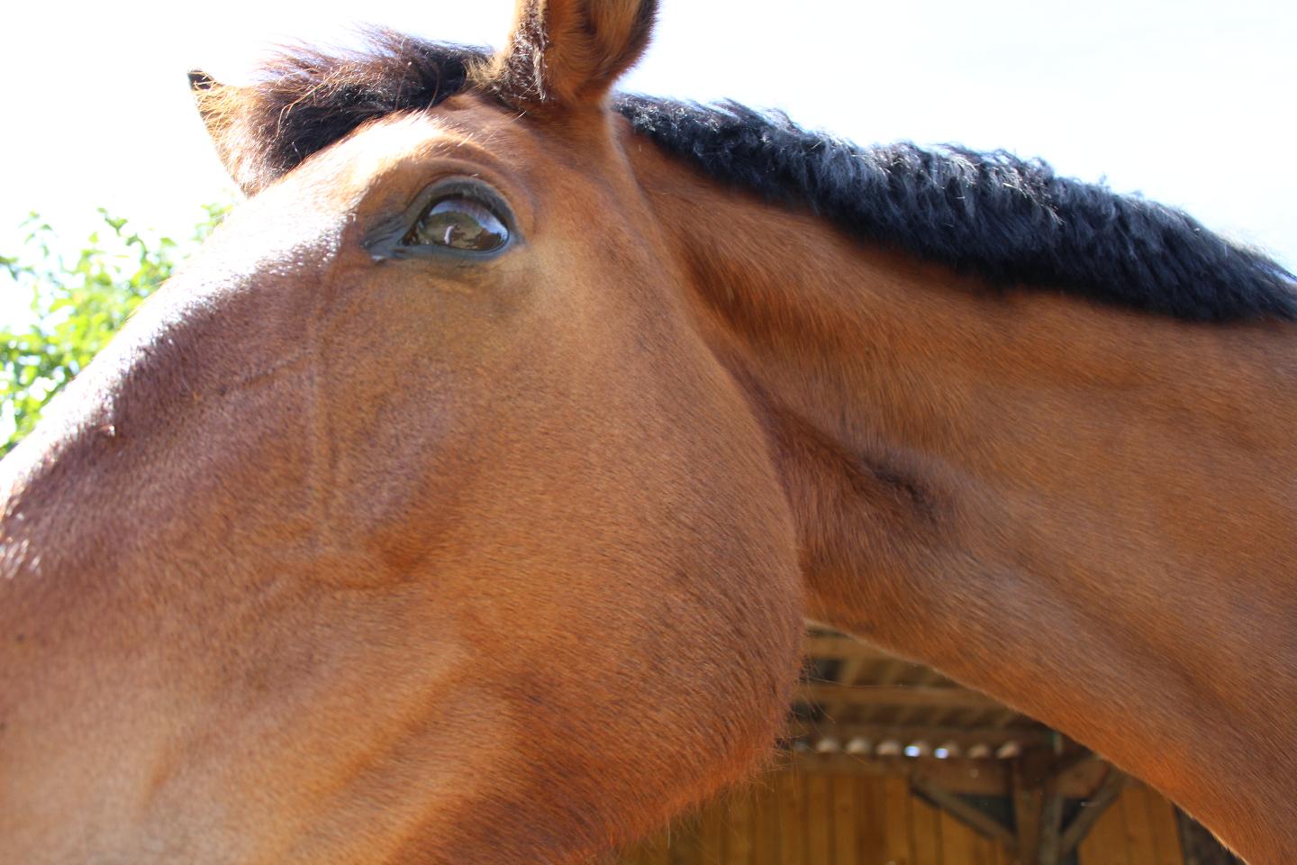 Atelier de développement personnel avec les chevaux Equi-coaching