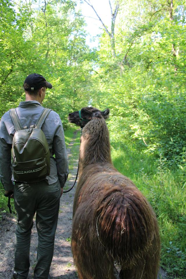 Randonnée avec les Lamas à la découverte de la Vallée de la Manse