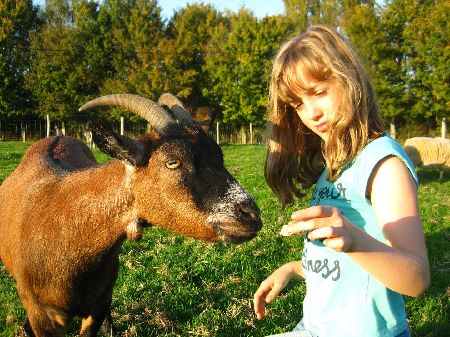 Visite guidée à la rencontre des animaux médiateurs