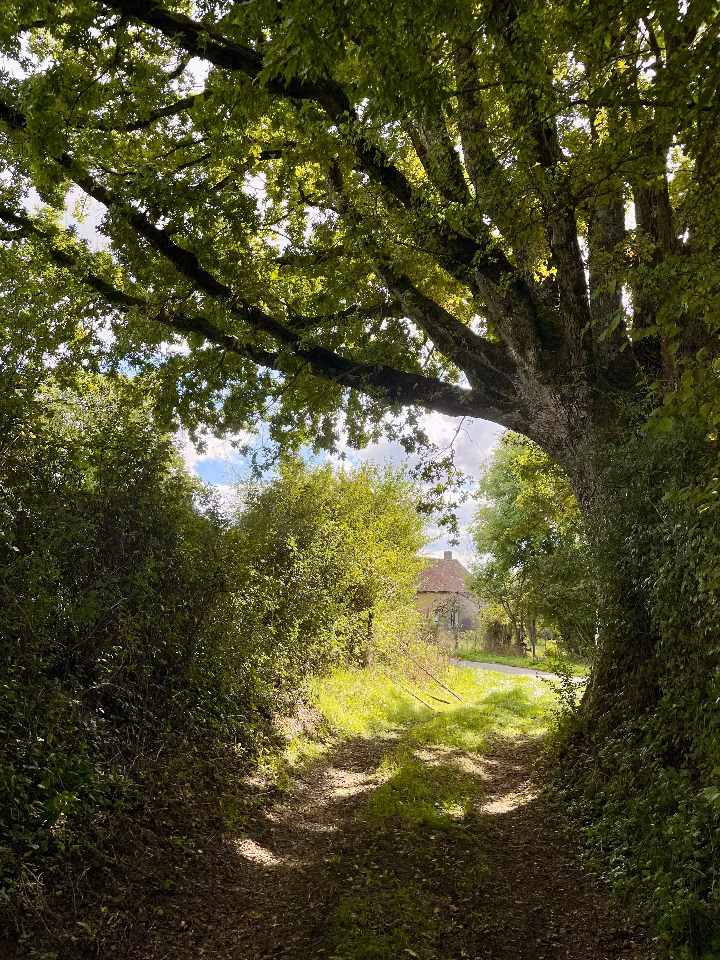 Au bout du jardin, la forêt