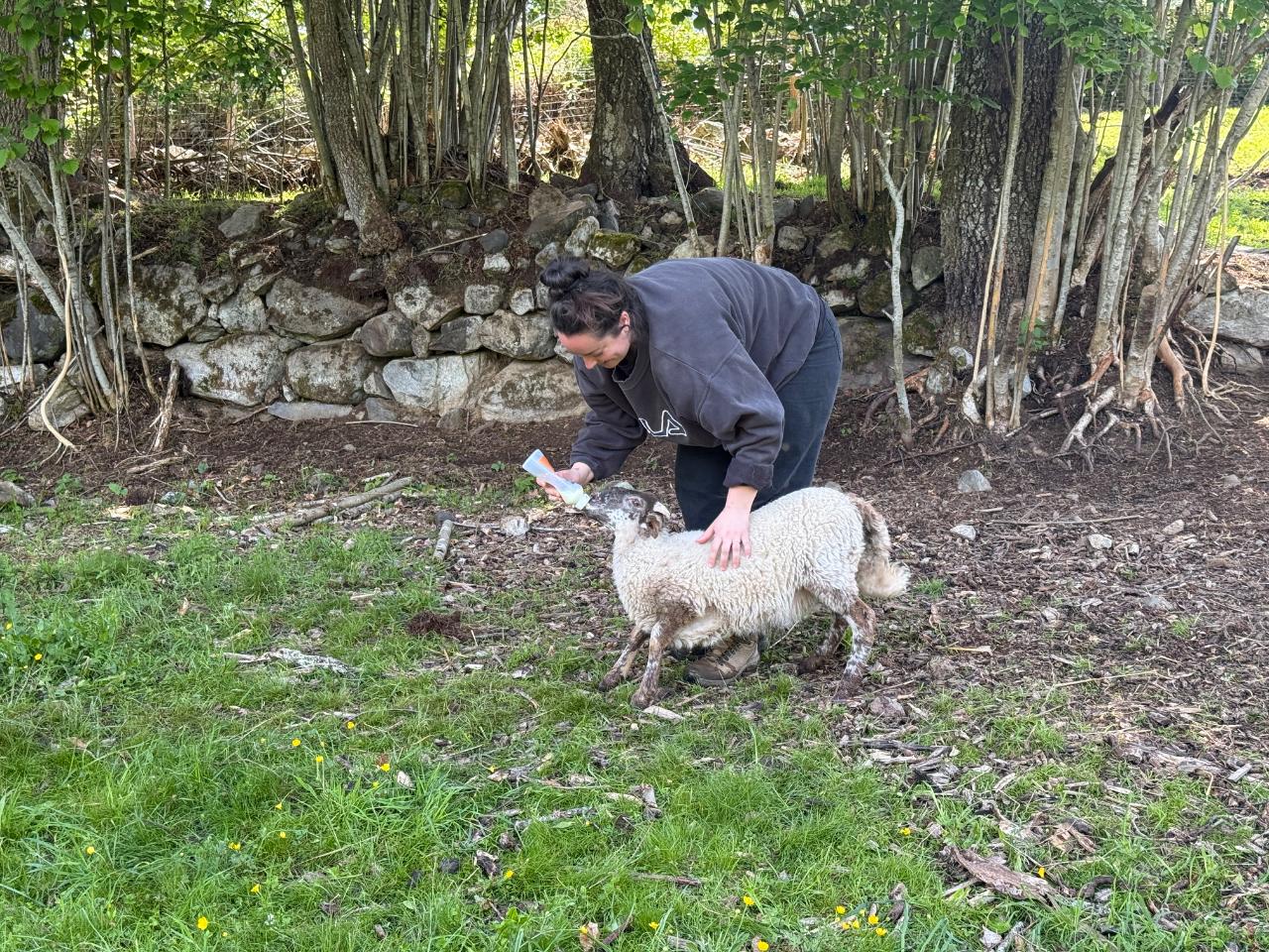 Nourrissage des animaux