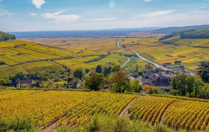 Visite de vignoble et dégustation de vin