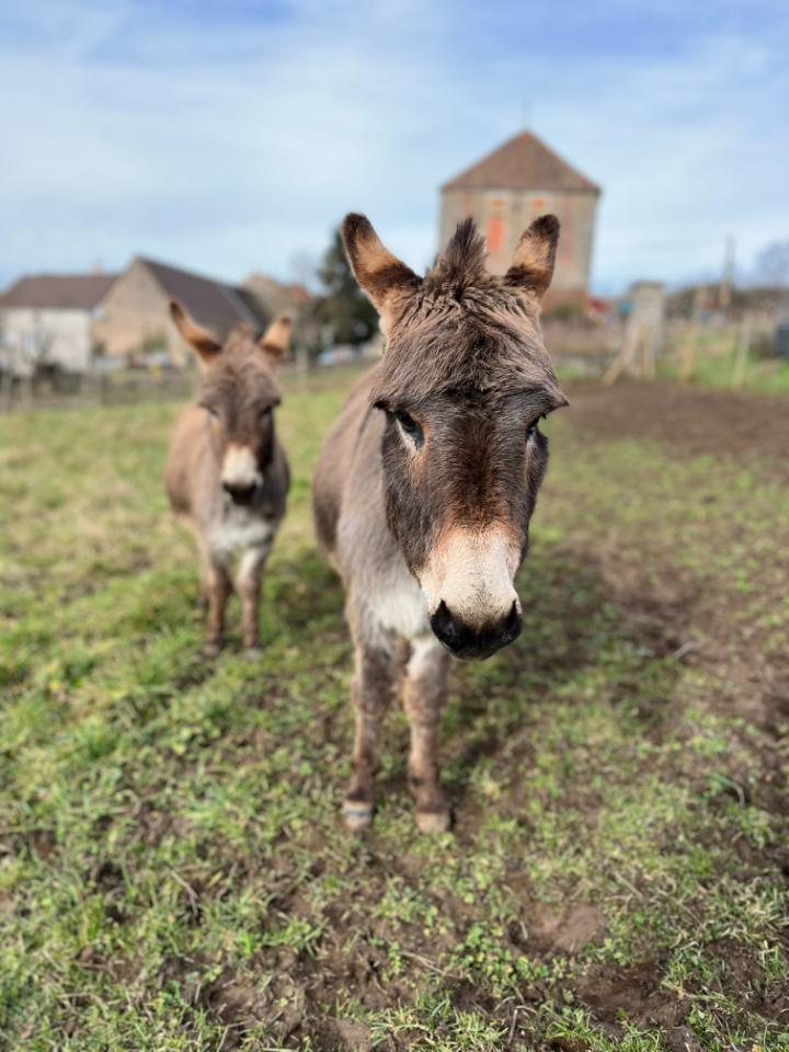Cuddle therapy avec nos ânes miniatures