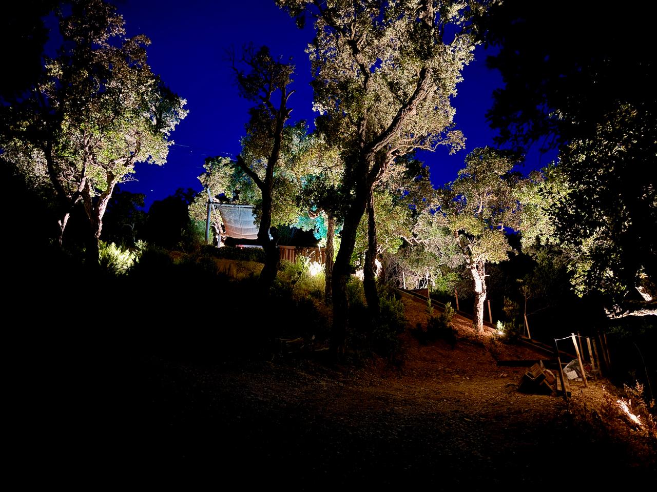 Un spectacle lumineux au cœur de la forêt