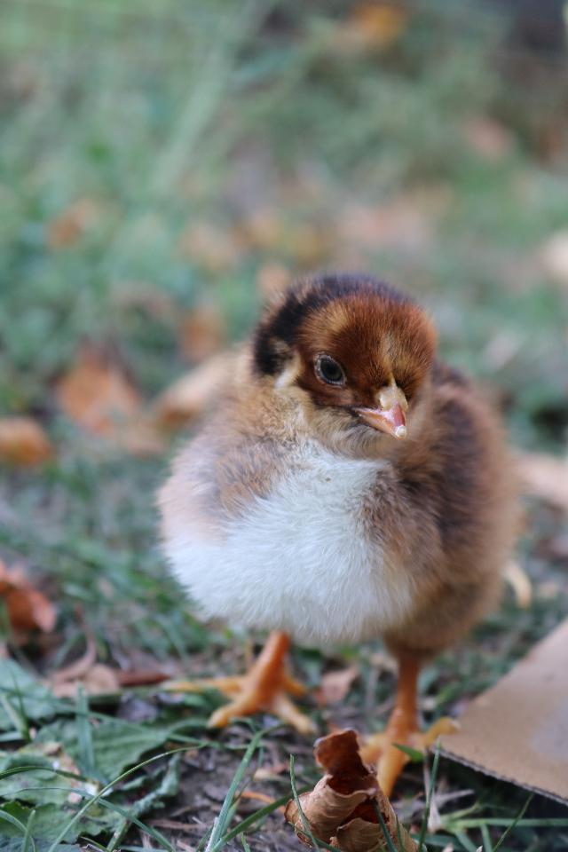 Ramasser les oeufs des poules