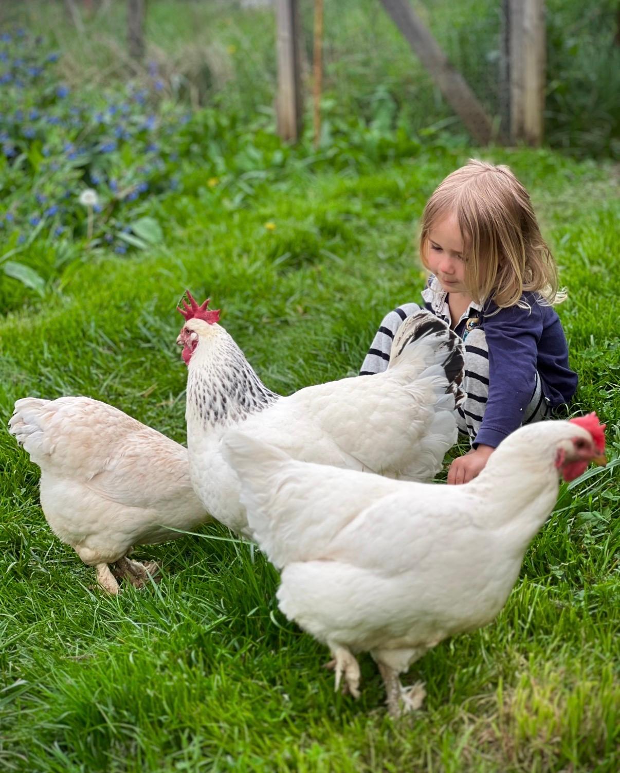 Rencontre avec nos poussins et canetons