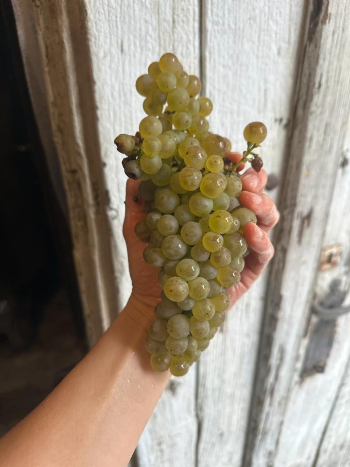 Join us on a tour of our winery and beyond.