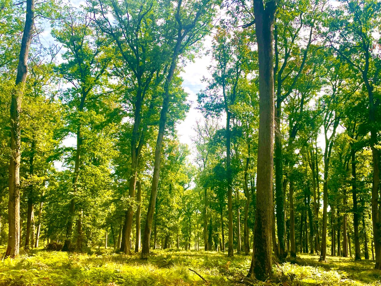 Vélo et marche en Forêt de Tronçais