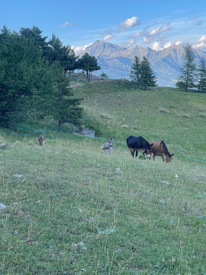 Visite de la mini ferme