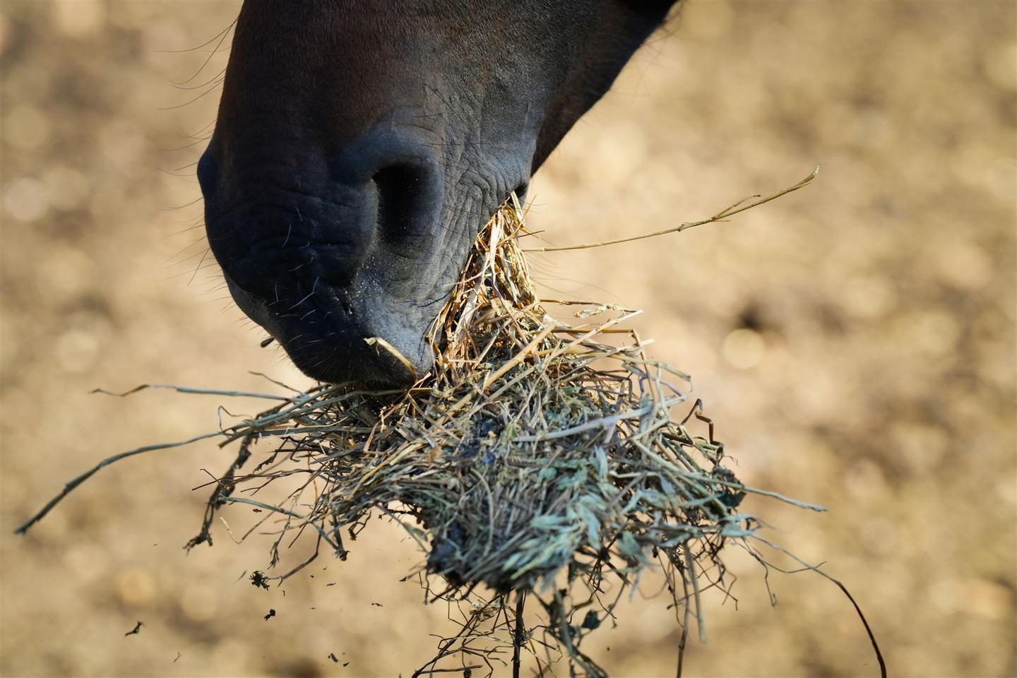 🐴 Escapade Douce avec Morane & Lady