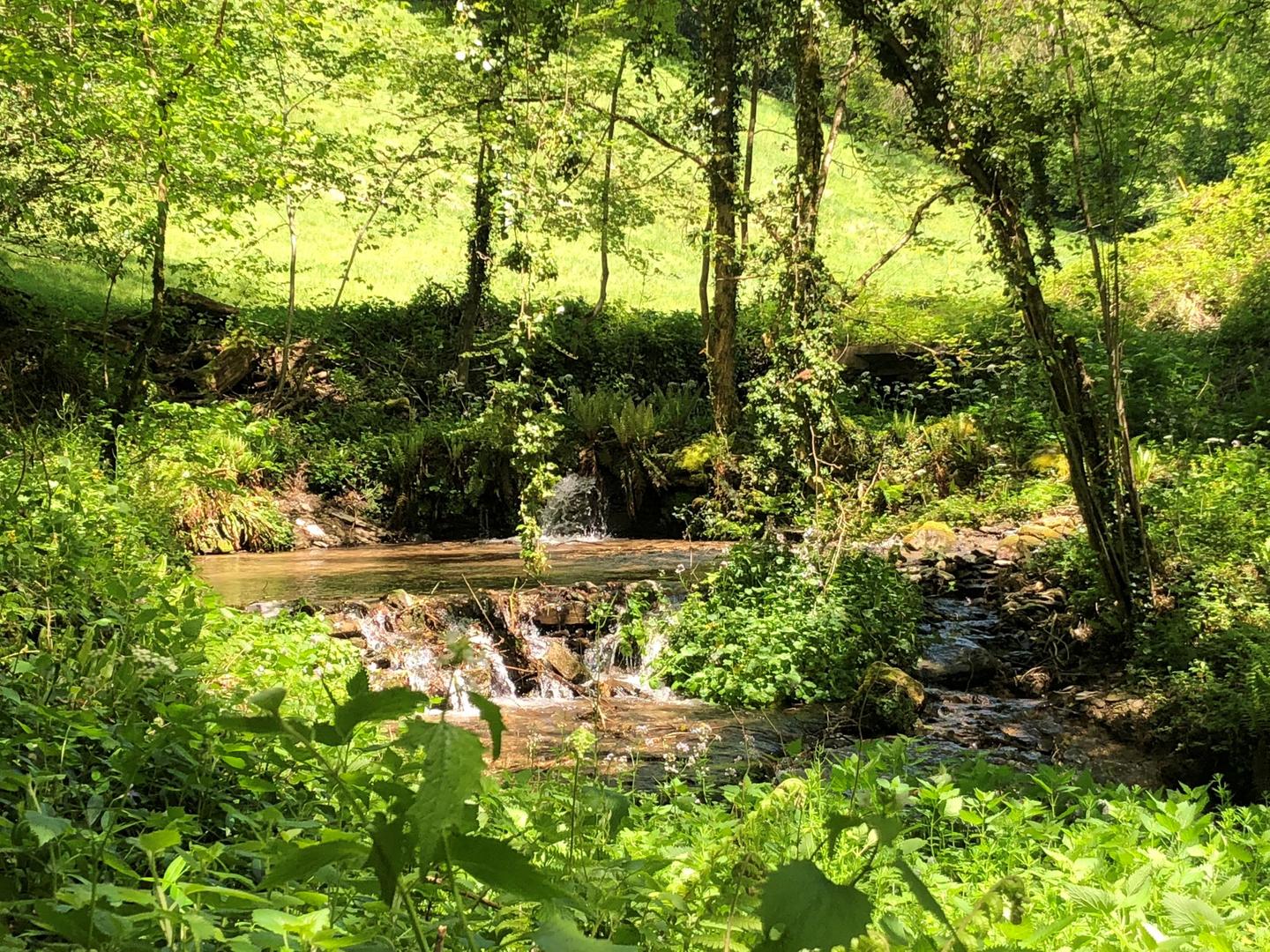 La douceur de la foret