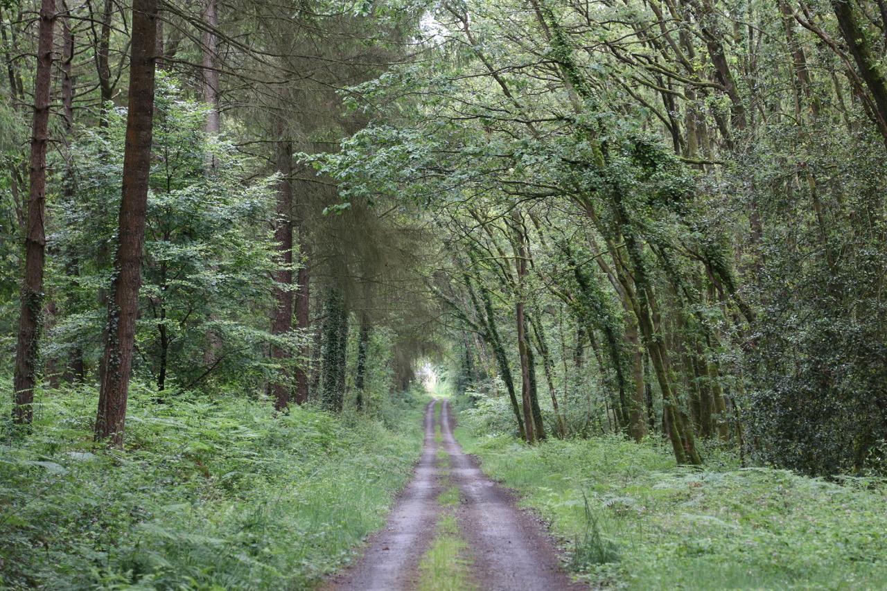 Déambuler dans votre forêt privée