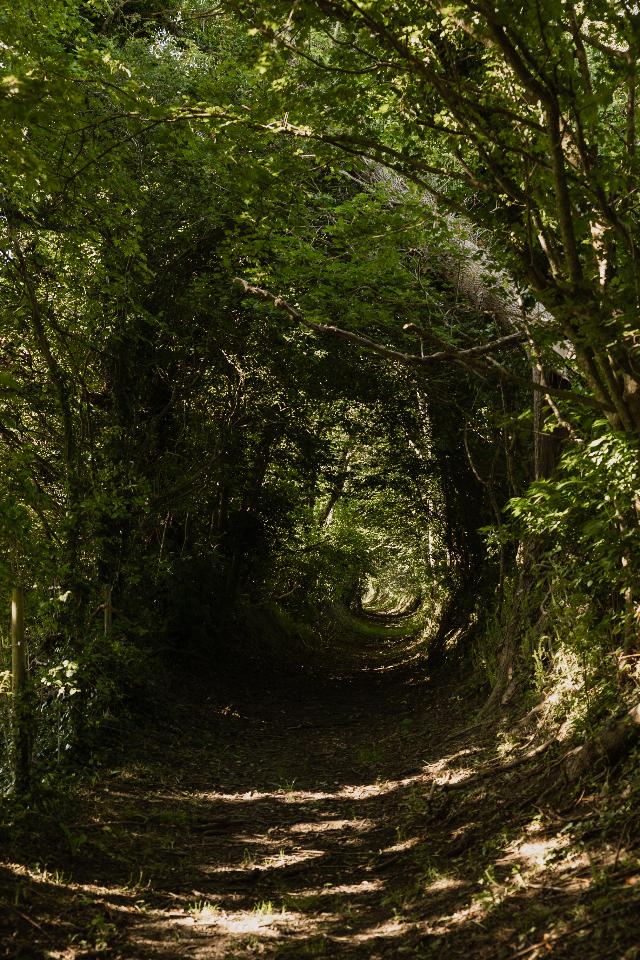 Chemins creux et la forêt