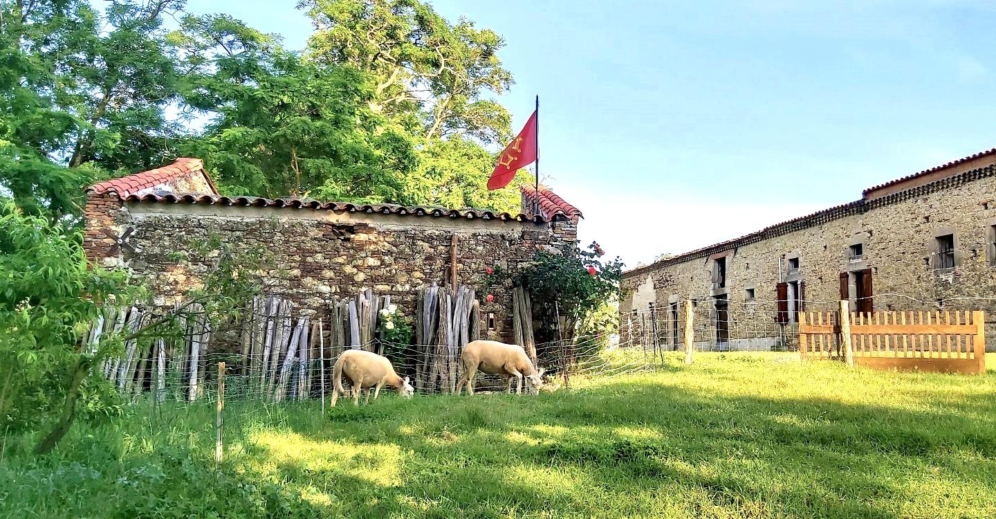 Vie à la ferme • Rencontre avec nos moutons & nature authentique