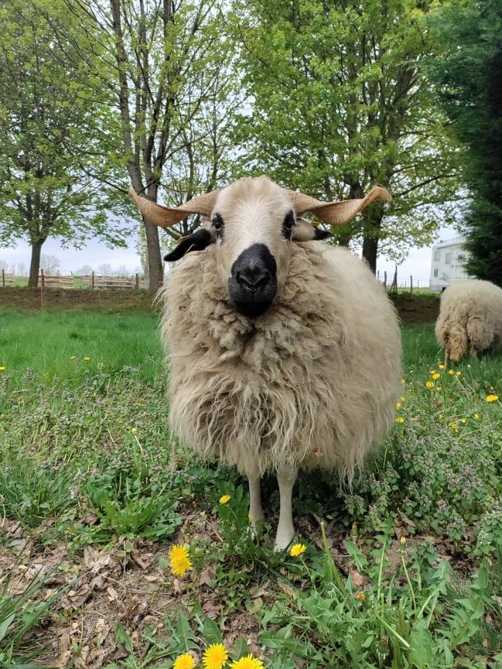 Visite de nos animaux