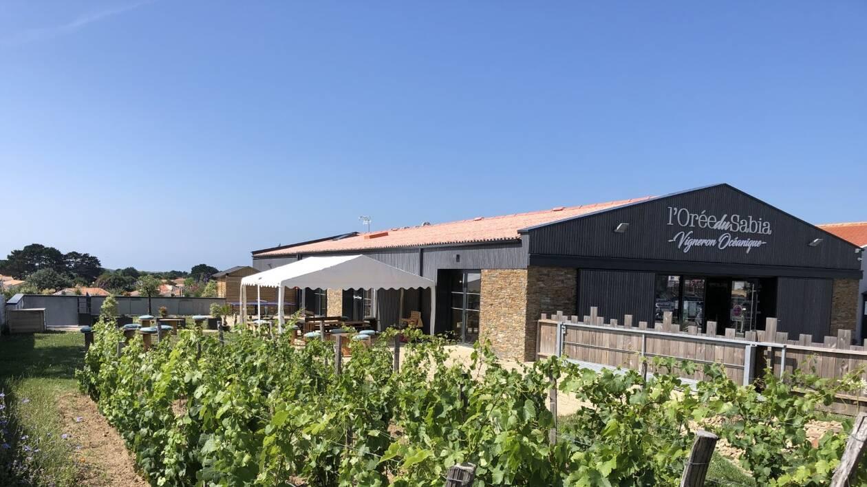 Domaine L'Orée du Sabia - Cave Bastien Mousset Viticulture BREM-SUR-MER