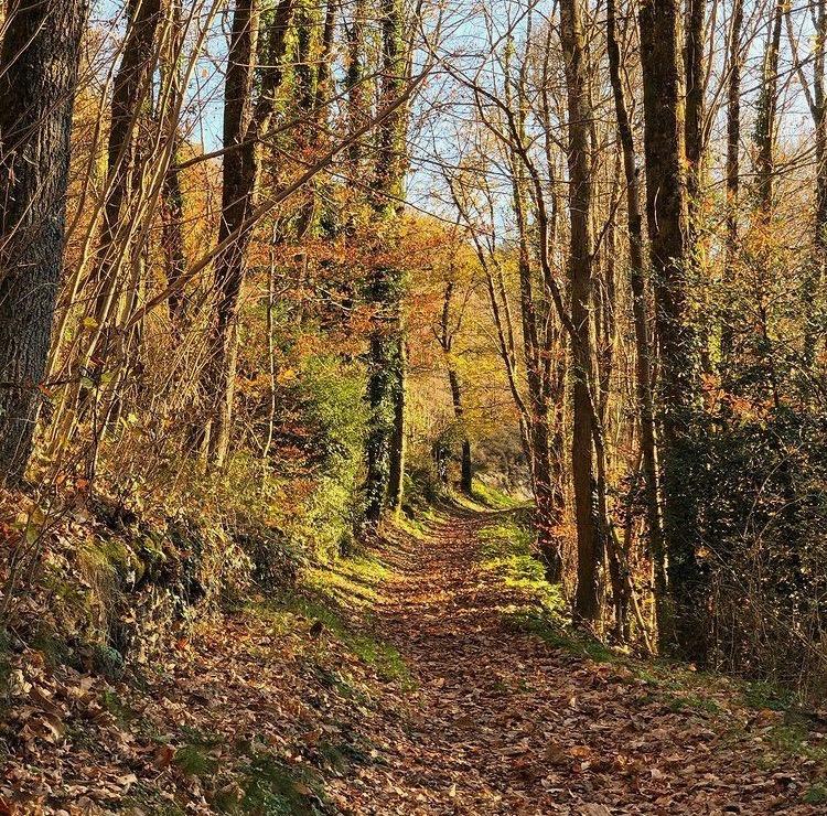Entouré de 40 hectares de forêt, à 8 minutes à pied d’une rivière pour la baignade, avec 4 sentiers de randonnée au départ de votre porte : une immersion totale dans une nature préservée, idéale pour se ressourcer en toute simplicité.
