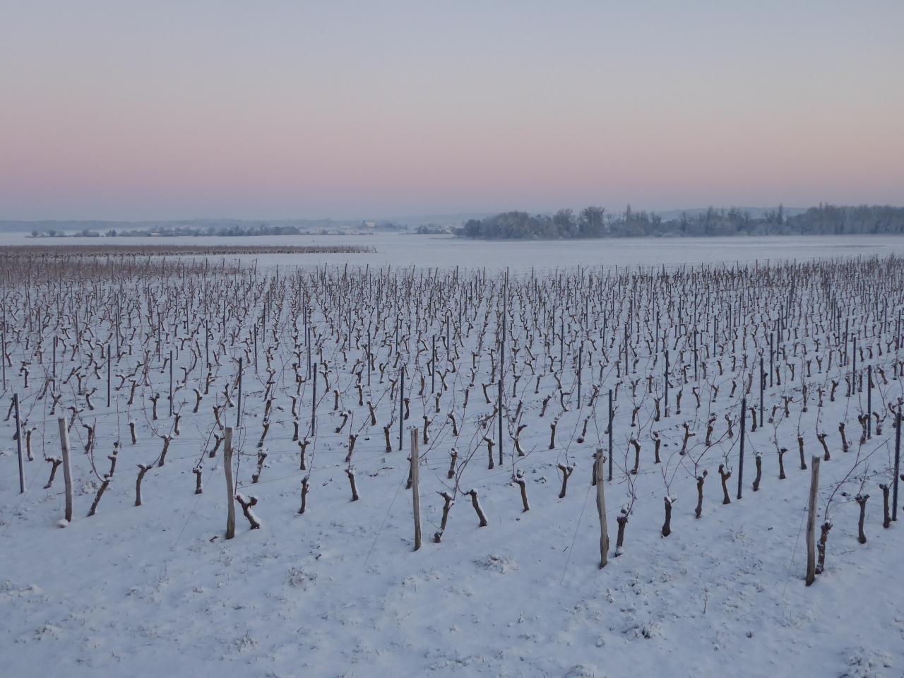Domaine au coeur du vignoble saumurois