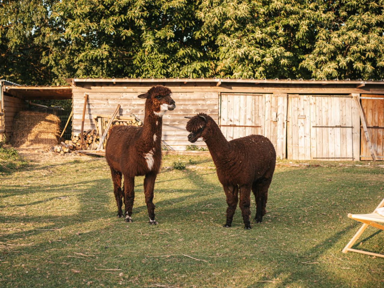 🦙 Visite de notre ferme