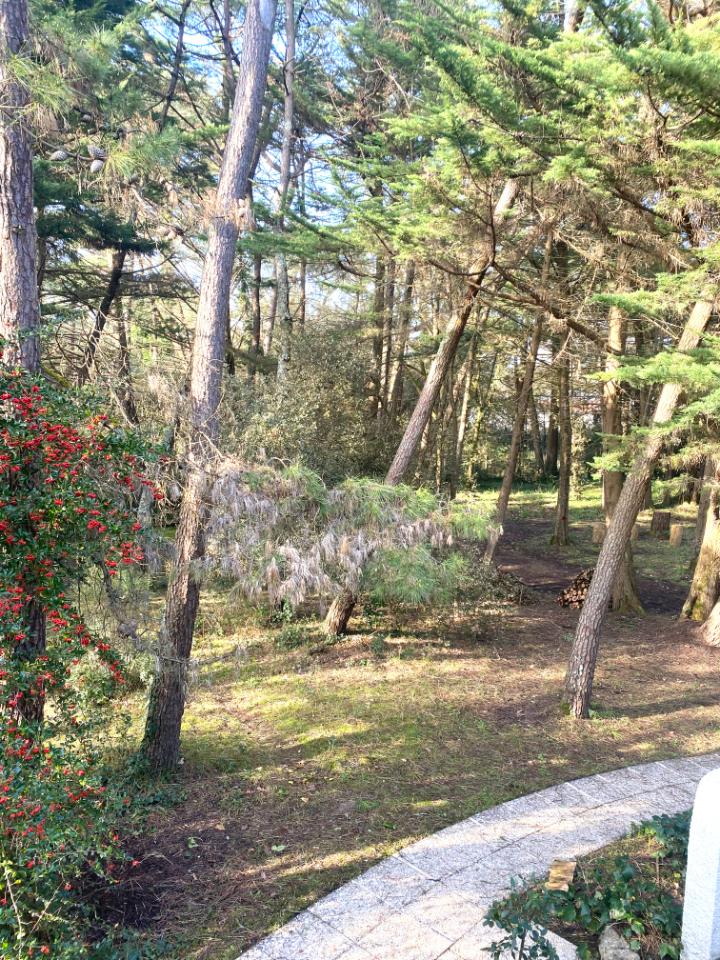 Au calme d'une pinède