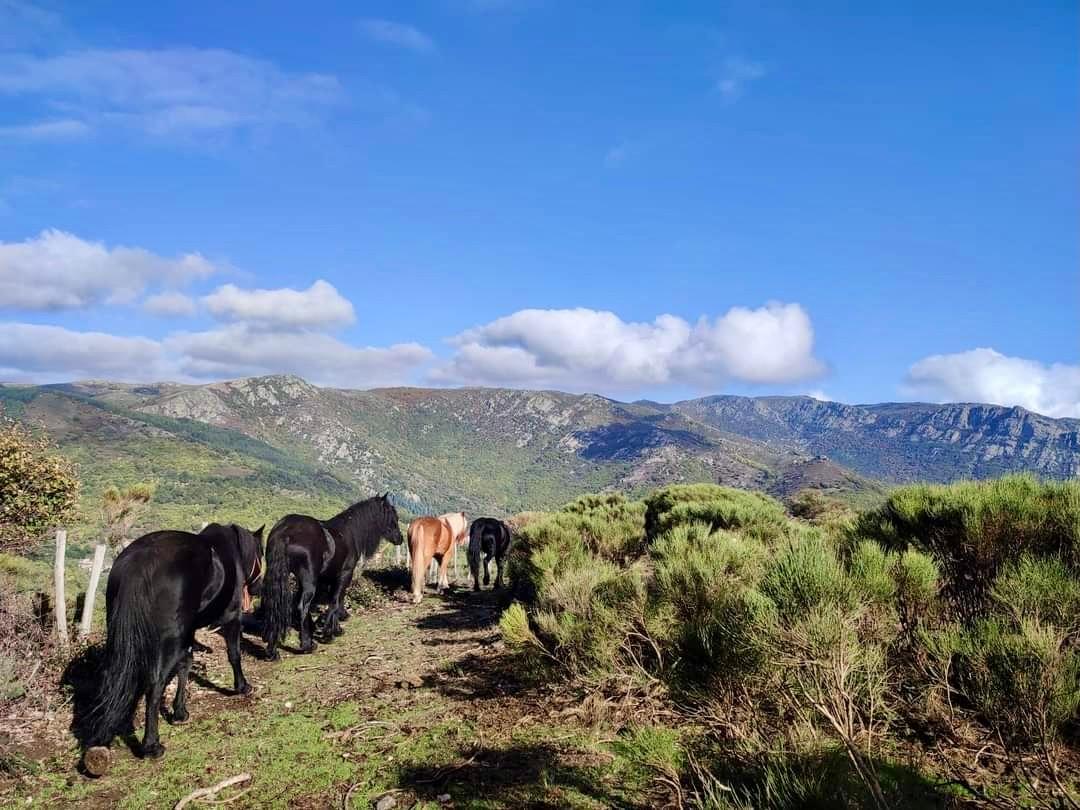 A la rencontre de nos voisins : Visitez la ferme de Castagnols (Chevaux, vaches, poules) et rencontre avec Gentiâne (Organisateurs de balade en ânes dans les Cévennes).